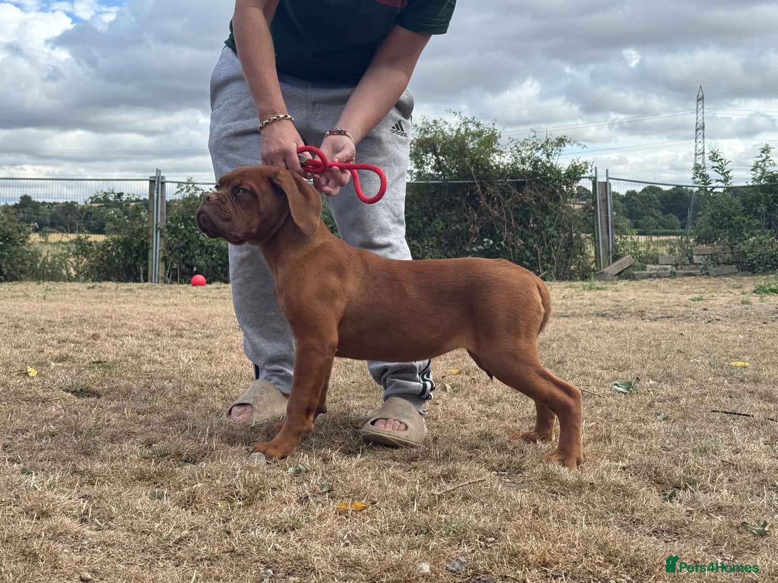 Dogue De Bordeaux dogs 4 months old kc bitch  - Advert 1