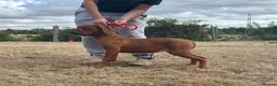 Dogue De Bordeaux dogs for sale: 4 months old kc bitch  - Advert 2