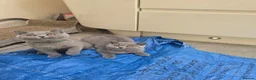 British Shorthair cats for sale: 3 Gorgeous British Short Hair Kittens - Advert 10