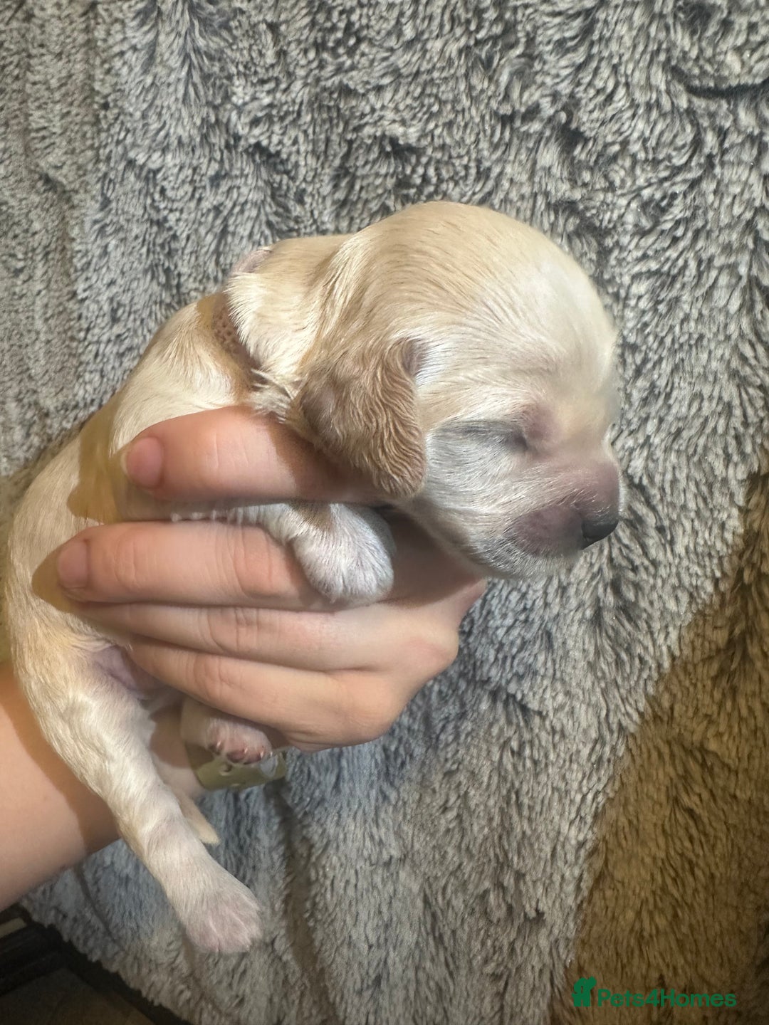 Cockapoo dogs for sale: 🐾 F1 Top Class 🐾  - Image 17
