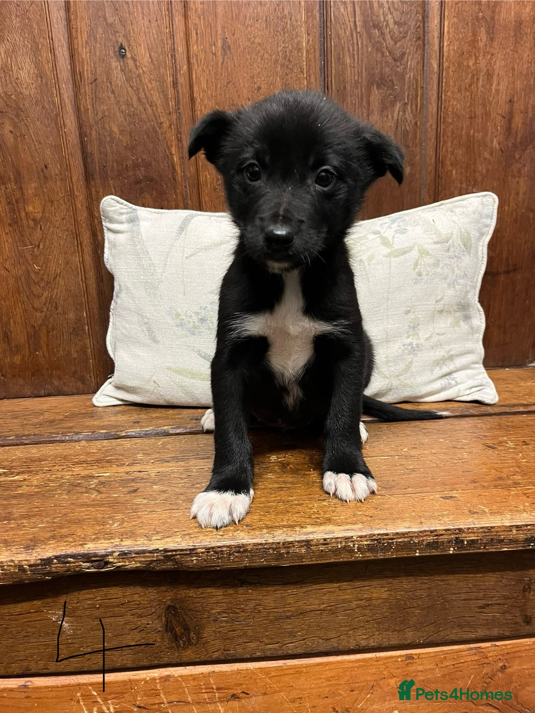 Mixed Breed dogs for sale: Beautiful Kelpie X Border Collie Puppies For Sale - Advert 22
