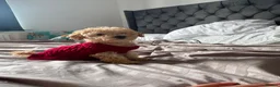 Toy Poodle dogs for sale: Beautiful Toy Poodle Puppies – Loving Homes Wanted - Advert 7