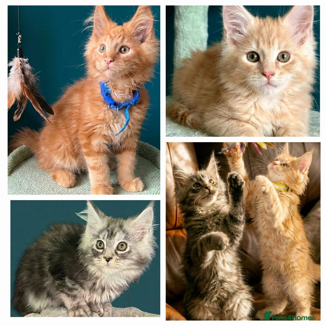 Maine Coon cats for sale: Pedigree Maine Coon kittens - Advert 10