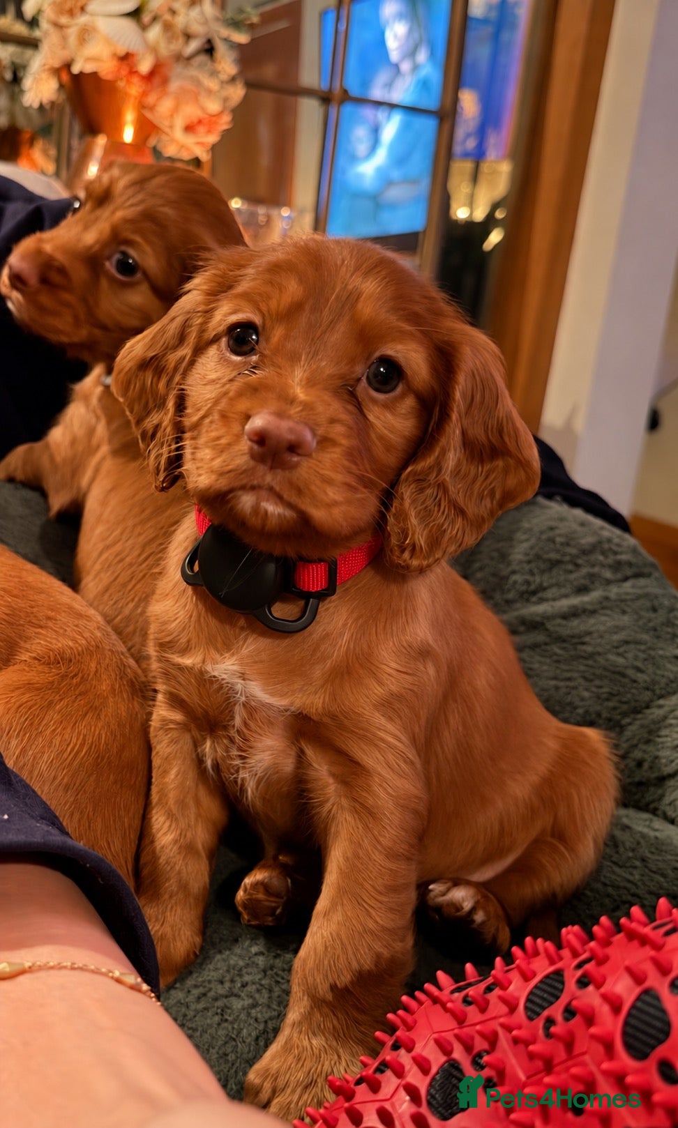 Cocker Spaniel dogs for sale: KC REGISTERED WORKING COCKER SPANIEL PUPPIES - Advert 1