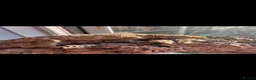 Gecko reptiles for sale: Collection of leachie geckos  in Warwick - Advert 8