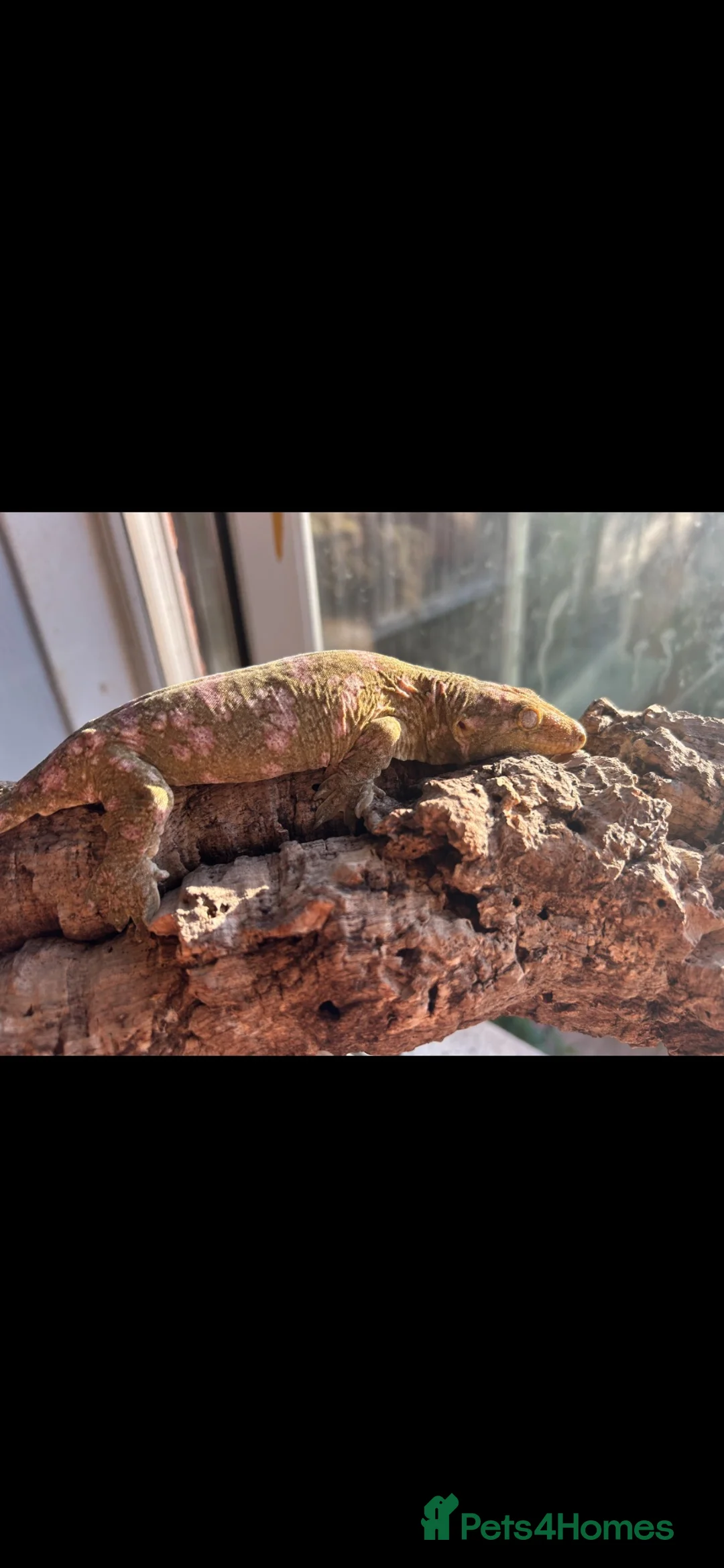 Gecko reptiles for sale: Collection of leachie geckos  in Warwick - Advert 8