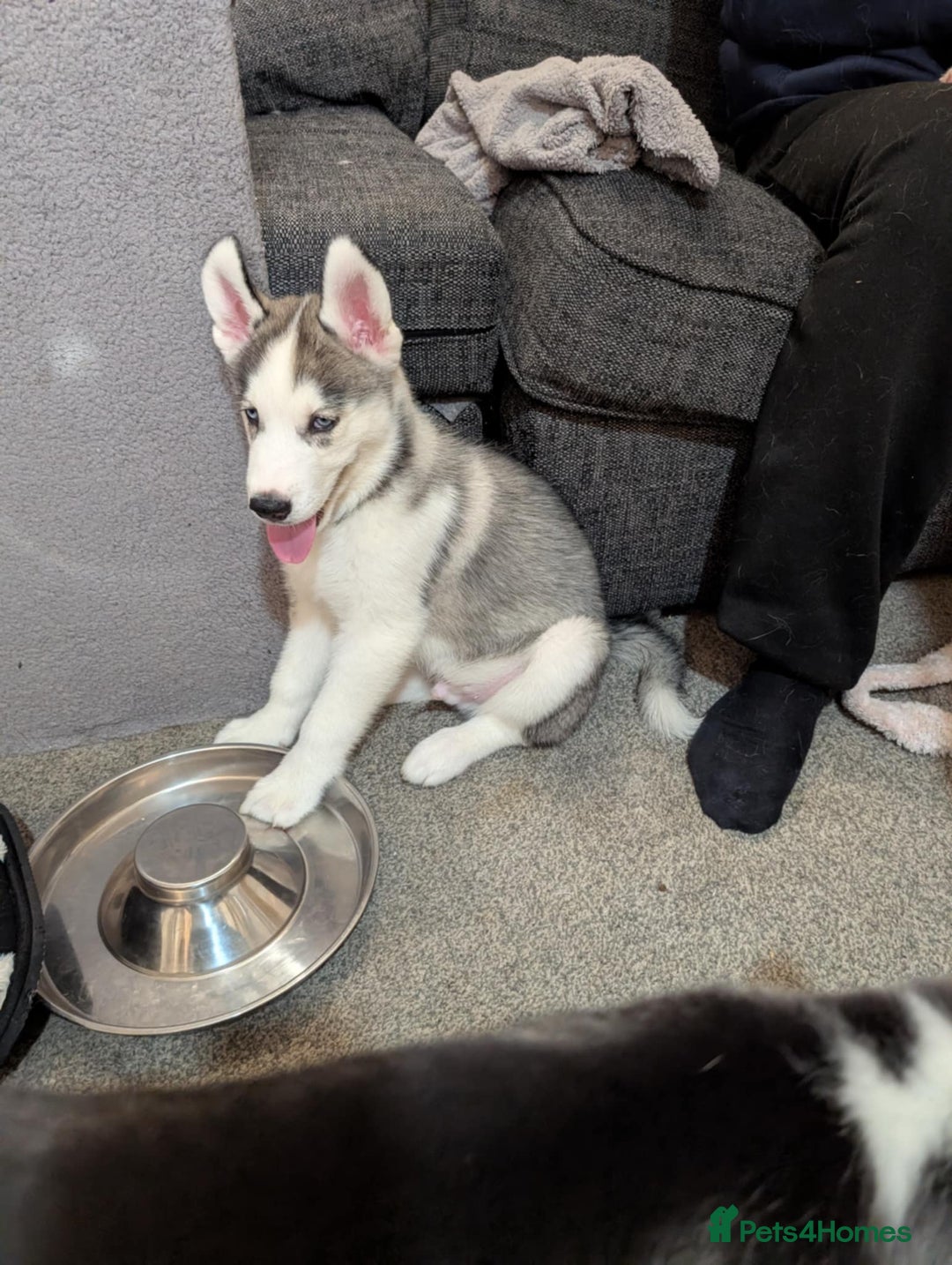Siberian Husky dogs for sale: Husky  - Advert 4