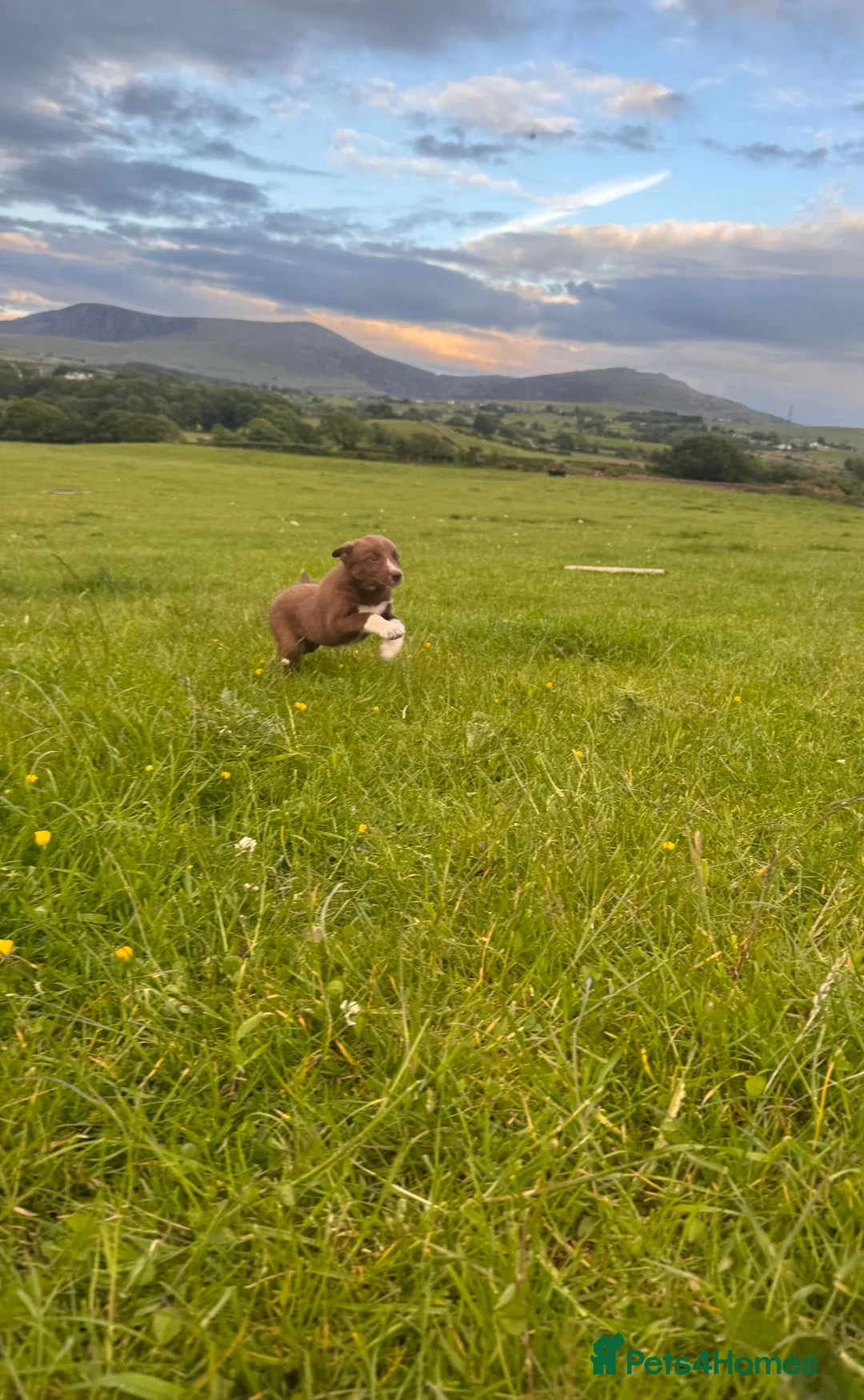 Border Collie dogs for sale: Adorable Sheepdog Pups Working Lines/Family Raised - Advert 2
