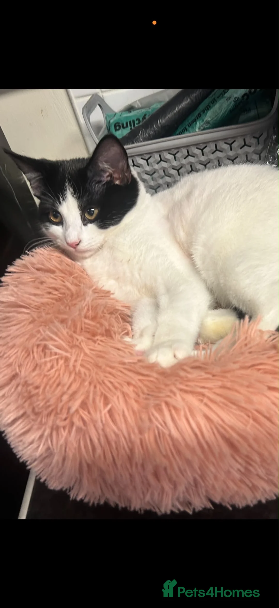 Domestic Shorthair cats for sale: Beautiful brother kittens - Advert 2
