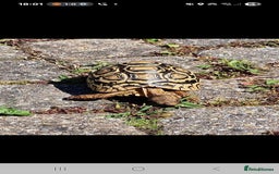 Tortoise reptiles for sale: Leopard Tortoise - Image 1