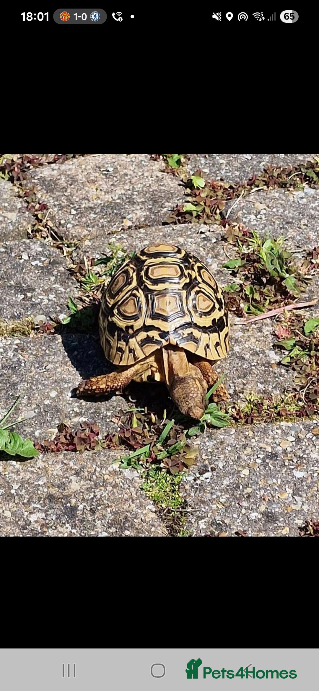 Tortoise reptiles for sale: Leopard Tortoise - Image 1