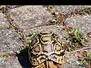 Tortoise reptiles - Advert 26