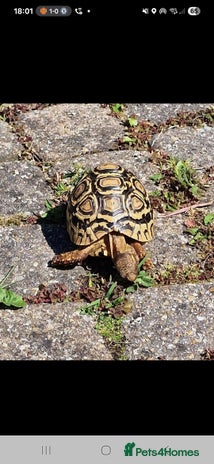 Tortoise reptiles - Advert 10