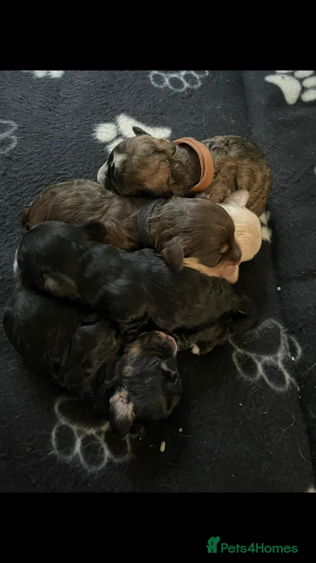 Toy Poodle dogs for stud: 🏆PROVEN🏆sable miniature poodle health tested in Havant - Advert 37