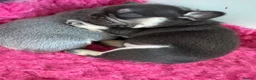 French Bulldog dogs for sale: HEALTH TESTED QUALITY FRENCH BULLDOG PUPPIES in Wallsend - Advert 2