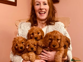 Cockapoo dogs Top quality fully health tested fox red cockapoos - Advert 1