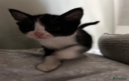 Maine Coon cats for sale: Main coon cross kittens  - Image 6