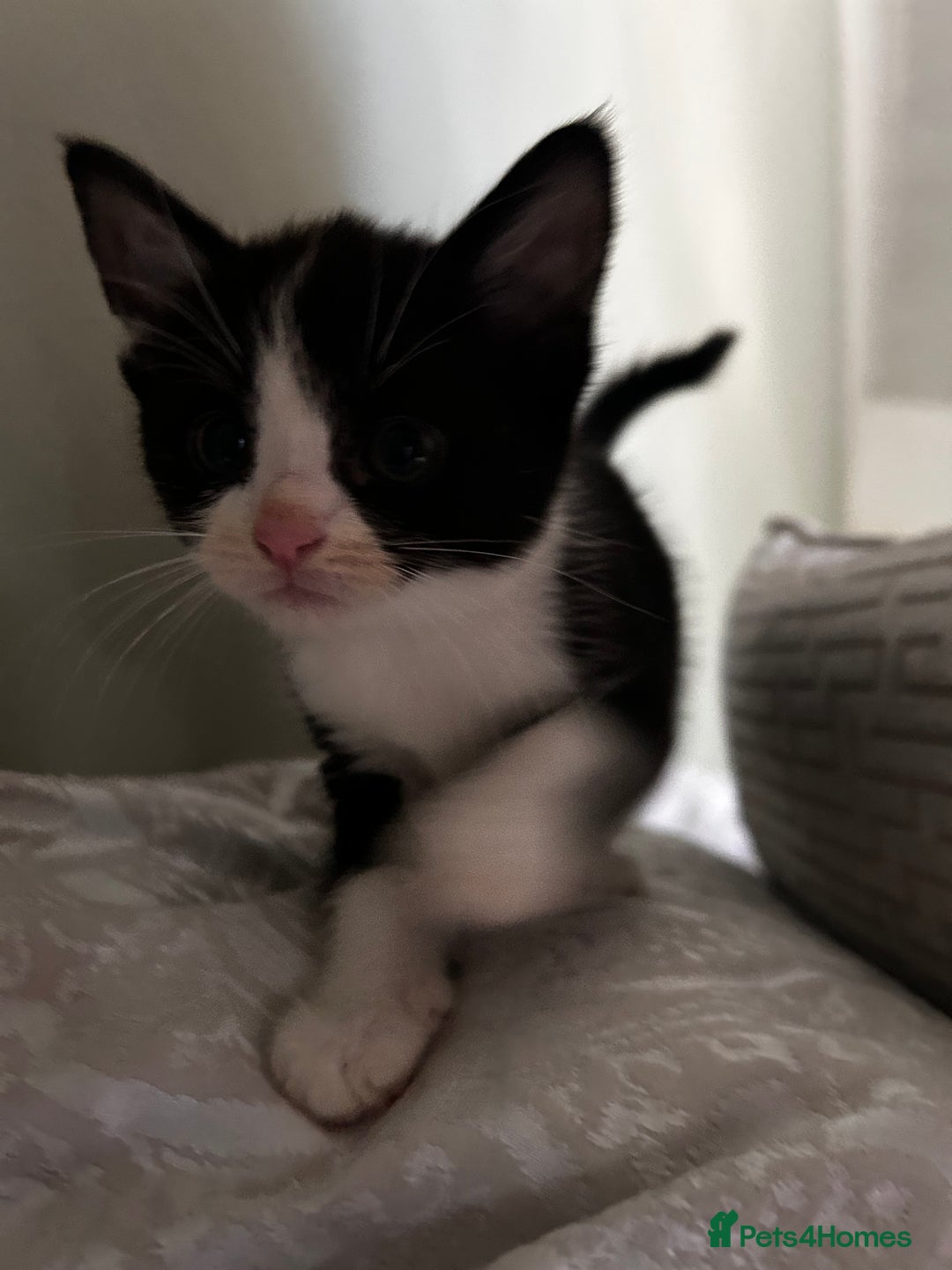 Maine Coon cats for sale: Main coon cross kittens  - Image 6