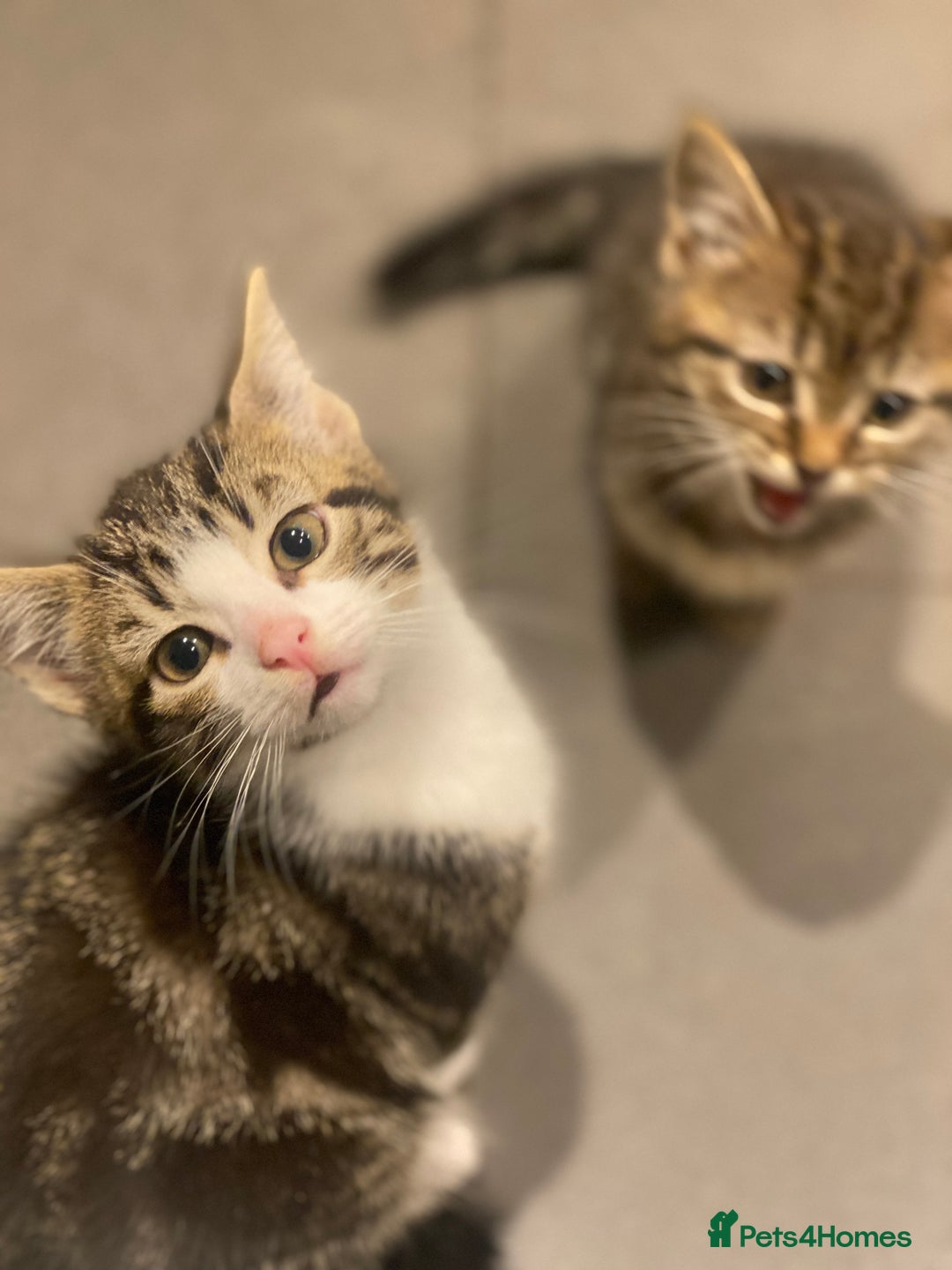 Mixed Breed cats for sale: 3 kittens available Portsmouth - Advert 2