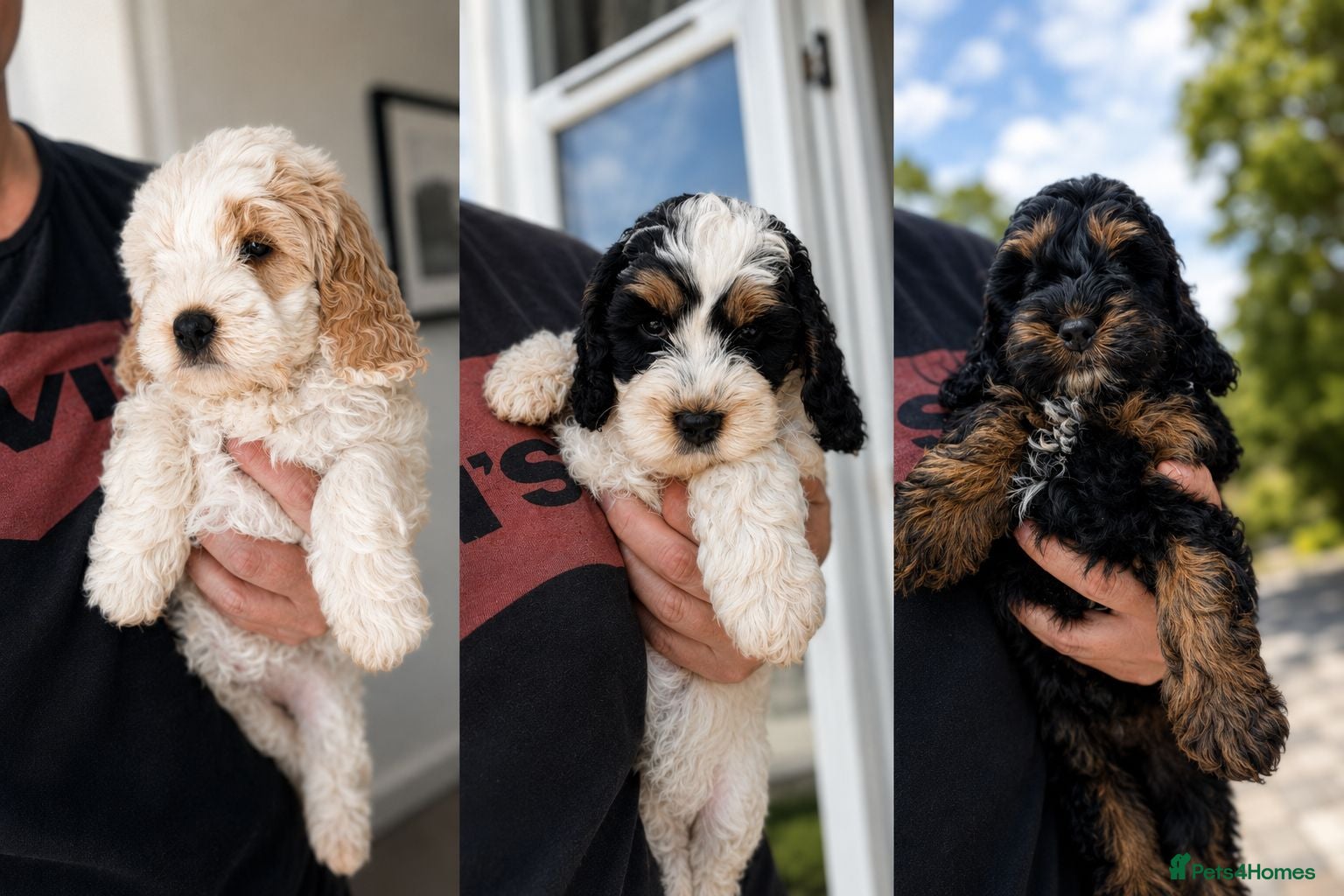 Cockapoo dogs Gorgeous F1 Cockapoo Puppies - Advert 1