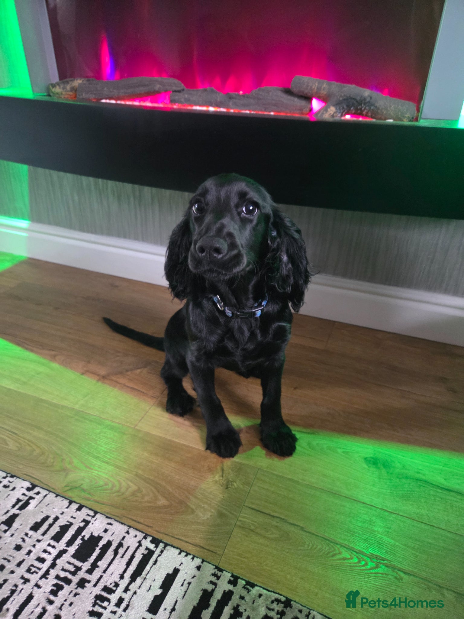Cocker Spaniel dogs 6 month old female Ruby  - Advert 1