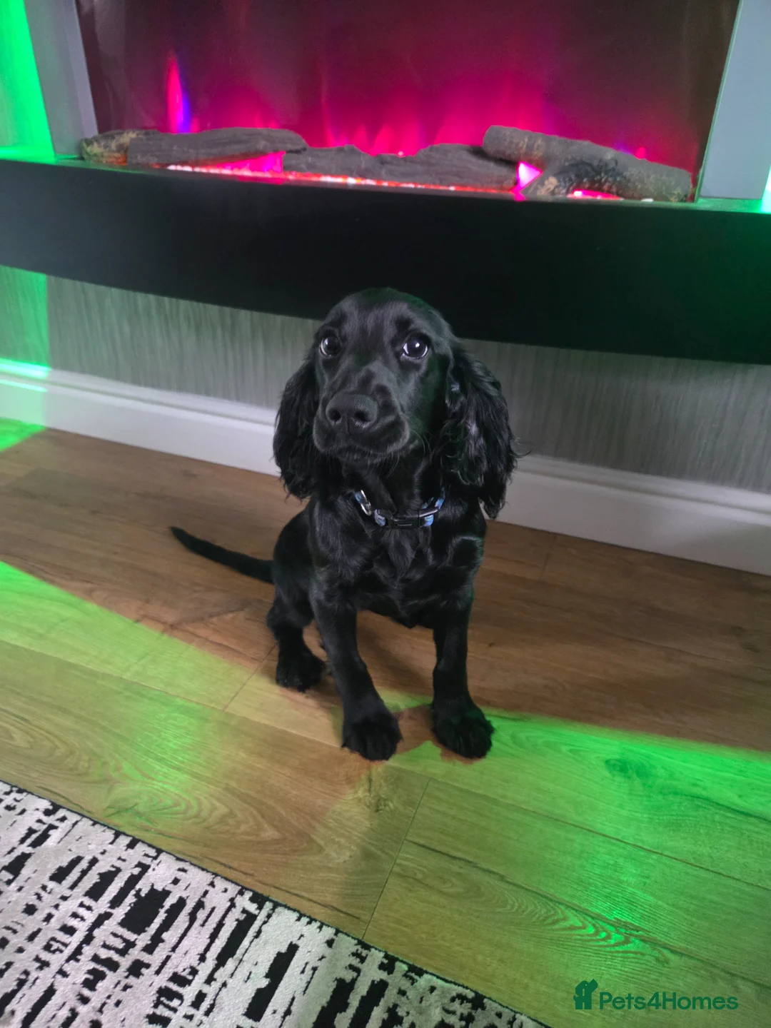 Cocker Spaniel dogs for sale: 6 month old female Ruby  - Advert 1