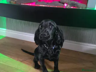 Cocker Spaniel dogs 6 month old female Ruby - Advert 1
