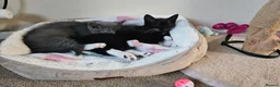 Mixed Breed cats for sale: 2 male kittens ideally rehomed together  - Advert 6