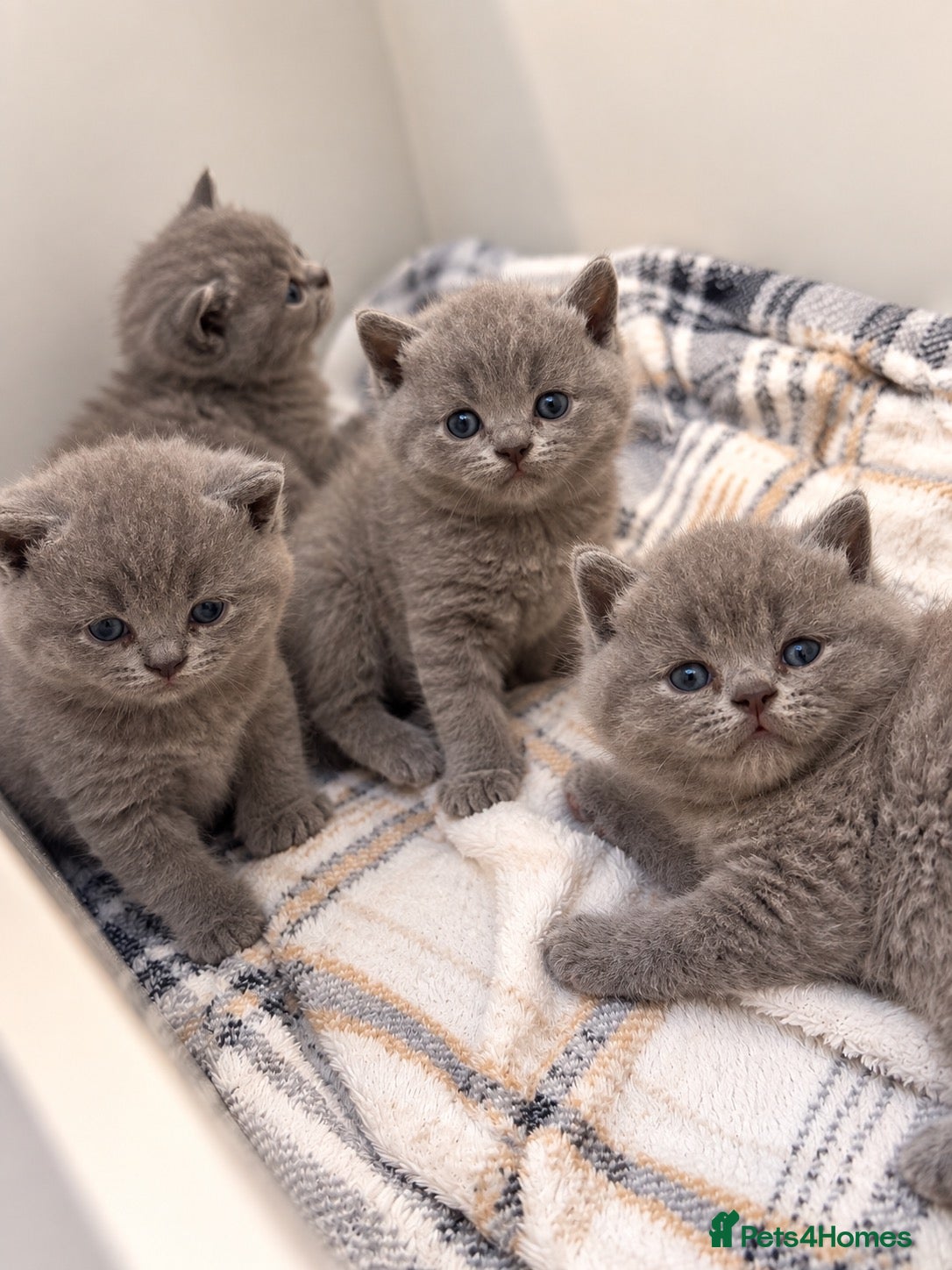 British Shorthair cats British shorthair kittens💛 - Advert 1