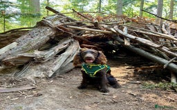 Sprocker dogs for stud: Stunning Cocker Spaniel Cross for Stud  - Image 18