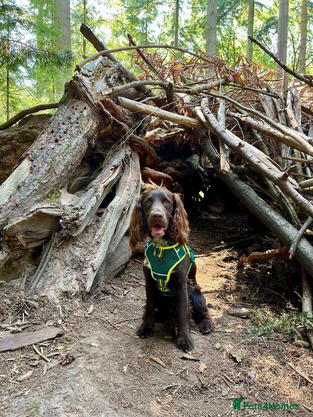 Sprocker dogs for stud: Stunning Cocker Spaniel Cross for Stud  - Image 18