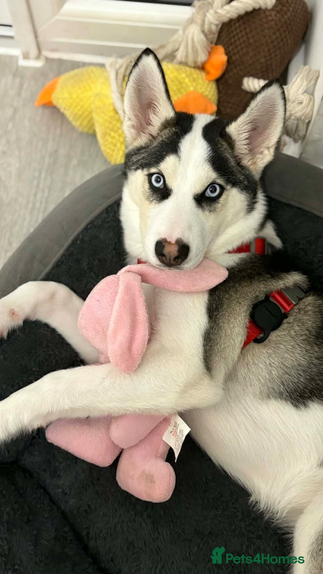 Siberian Husky dogs Siberian Husky for sale - Advert 6