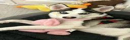 Siberian Husky dogs for sale: Siberian Husky for sale in Oldham - Advert 1