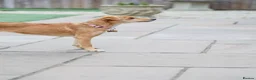 Mixed Breed dogs for adoption: Trudy - Advert 4
