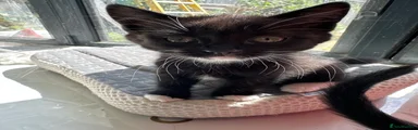 Mixed Breed Kitten 2