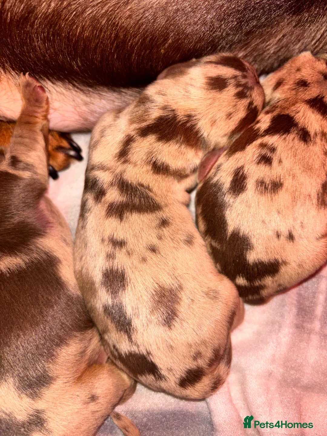 Miniature Dachshund dogs for sale: The sausage squad has arrived!  - Advert 5