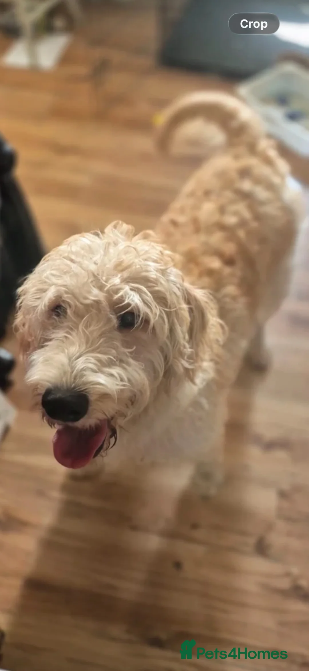 Mixed Breed dogs for sale: Stunning labradoodle puppies in Kettering - Advert 30