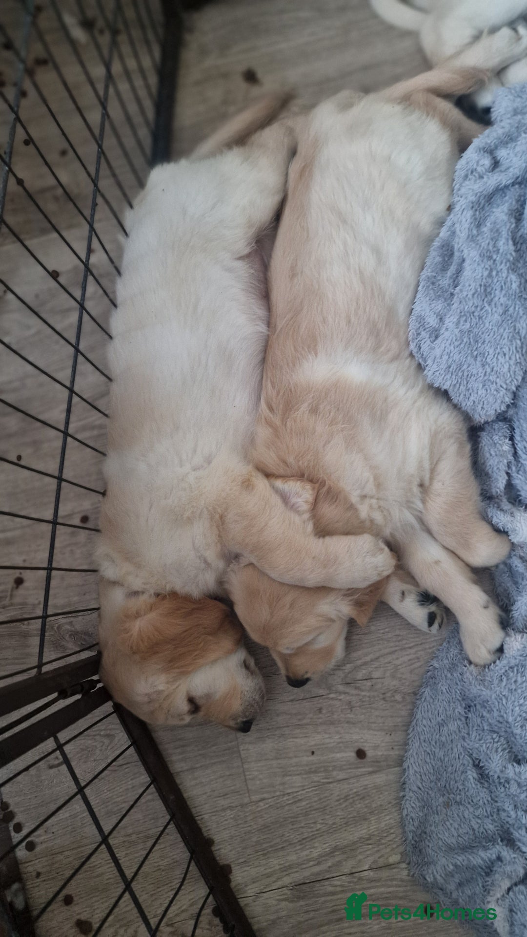 Golden Retriever dogs for sale: 🐾🐕 3 male Golden Retriever Puppies 🐶 🐕‍🦺 - Image 14