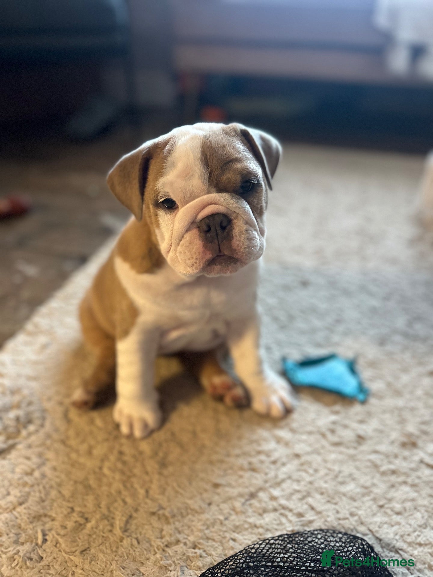 English Bulldog dogs BEAUTIFUL CHUNKY BULLDOG PUPPIES! 🤎 - Advert 5