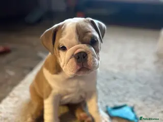 English Bulldog dogs BEAUTIFUL CHUNKY BULLDOG PUPPIES! 🤎 - Advert 5