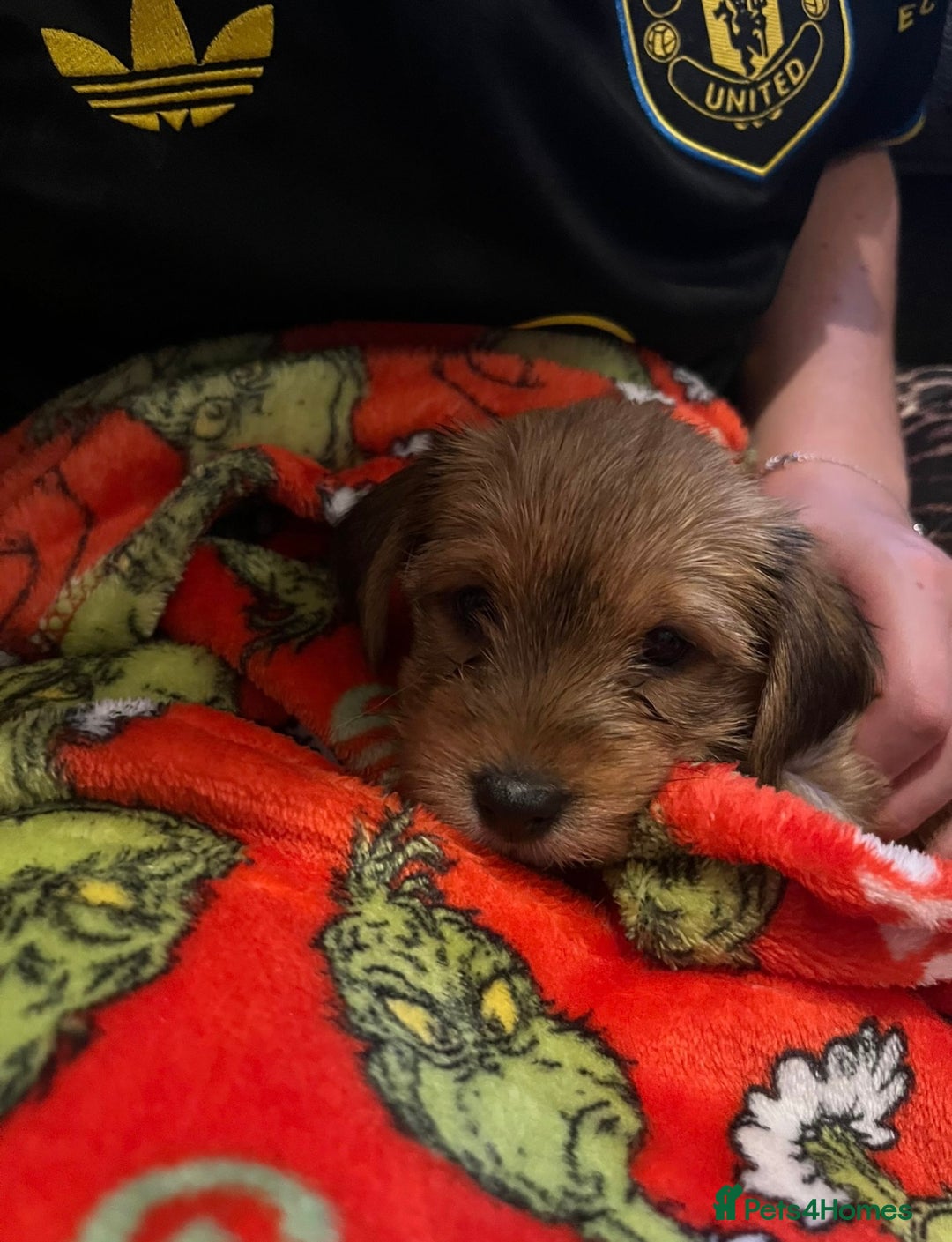 Mixed Breed dogs for sale:  Yorkshire terrier/ lhaso Apso hybrid pups - Advert 10