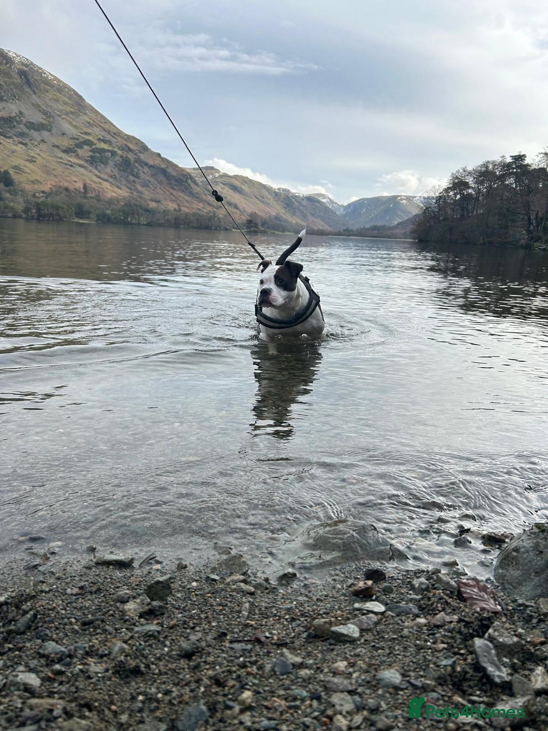 Mixed Breed dogs for sale: American bulldog  - Advert 5