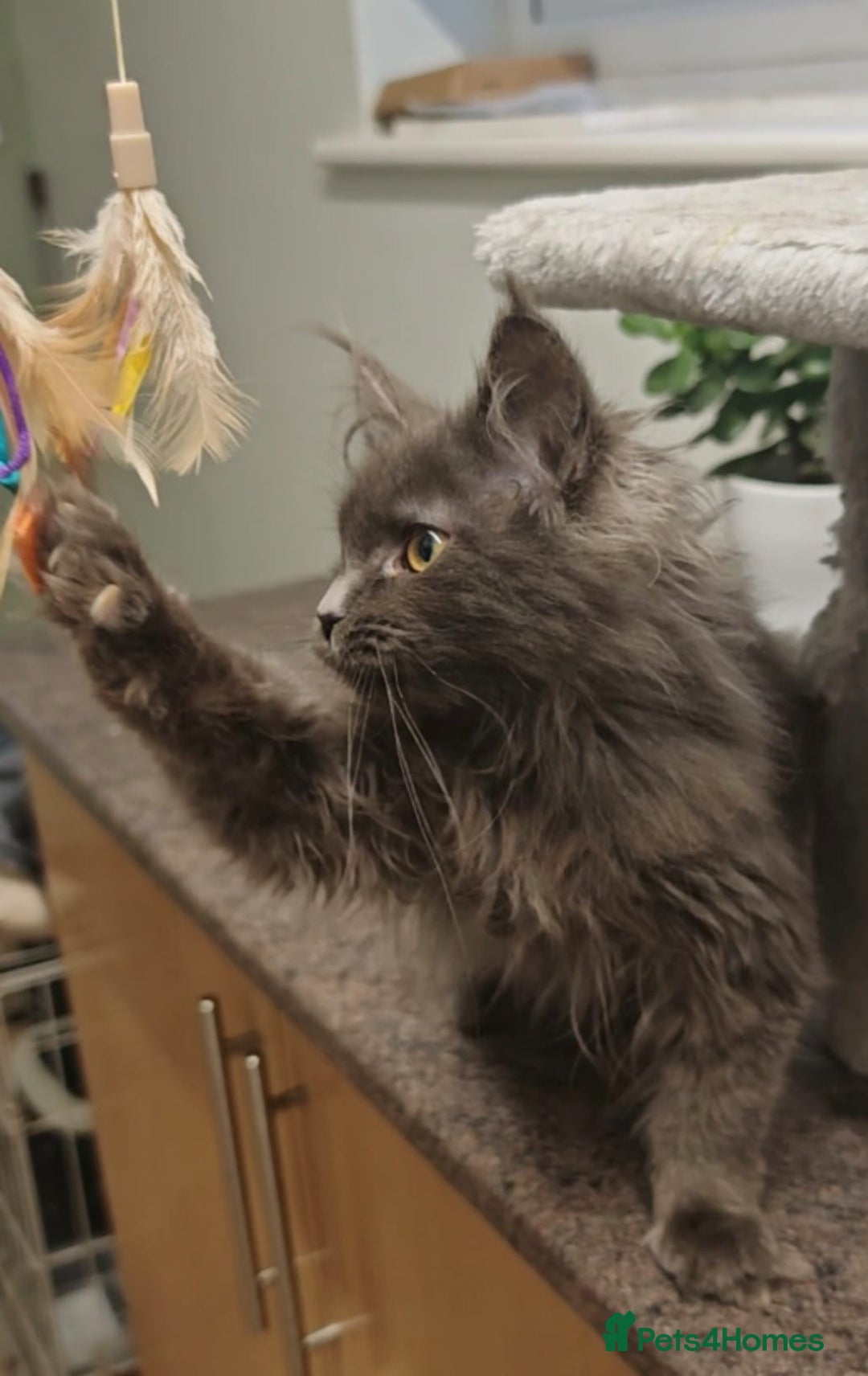 Maine Coon cats for sale: Beautiful Maine coon kittens - Advert 13