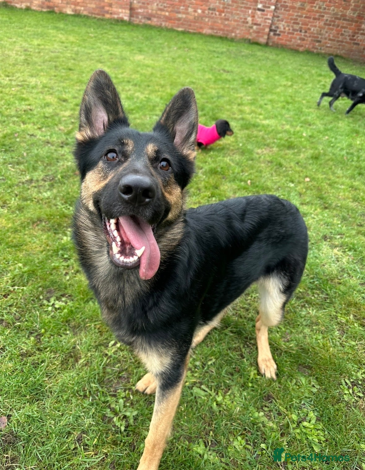 German Shepherd dogs German Shepherd – 2 Years Old – KC Registered - Advert 2