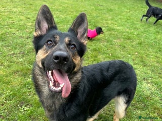 German Shepherd dogs German Shepherd – 2 Years Old – KC Registered - Advert 1