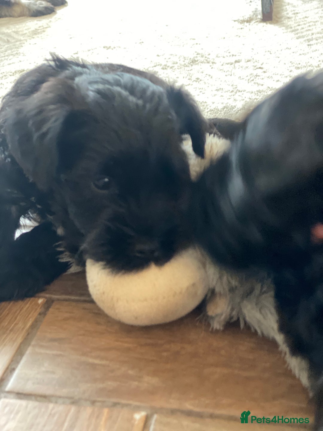 Miniature Schnauzer dogs for sale: 5*KC MINIATURE SCHNAUZER PUPPIES  - Advert 6