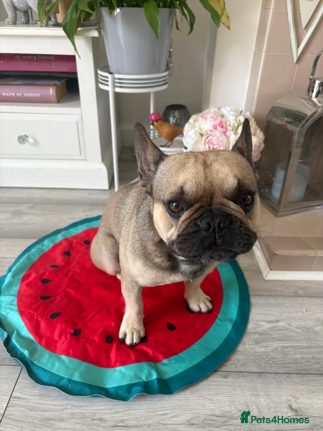 French Bulldog dogs for stud: Enzo is looking for a girlfriend - stud  - Advert 8