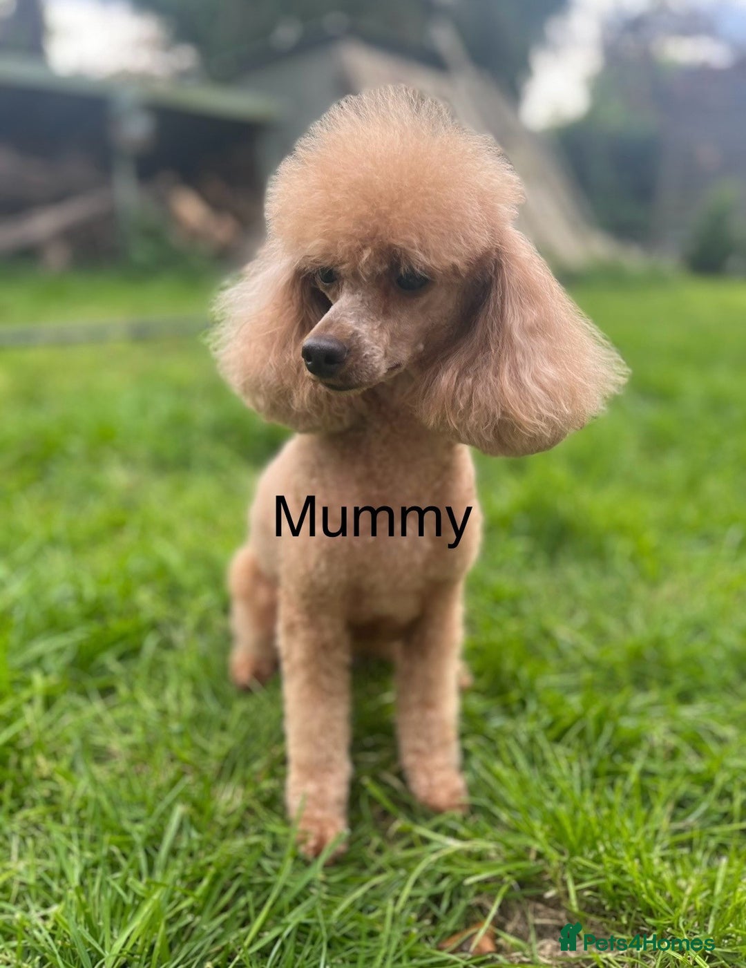 Toy Poodle dogs for sale: KC Reg High Quality RED Toy Poodles - Image 9