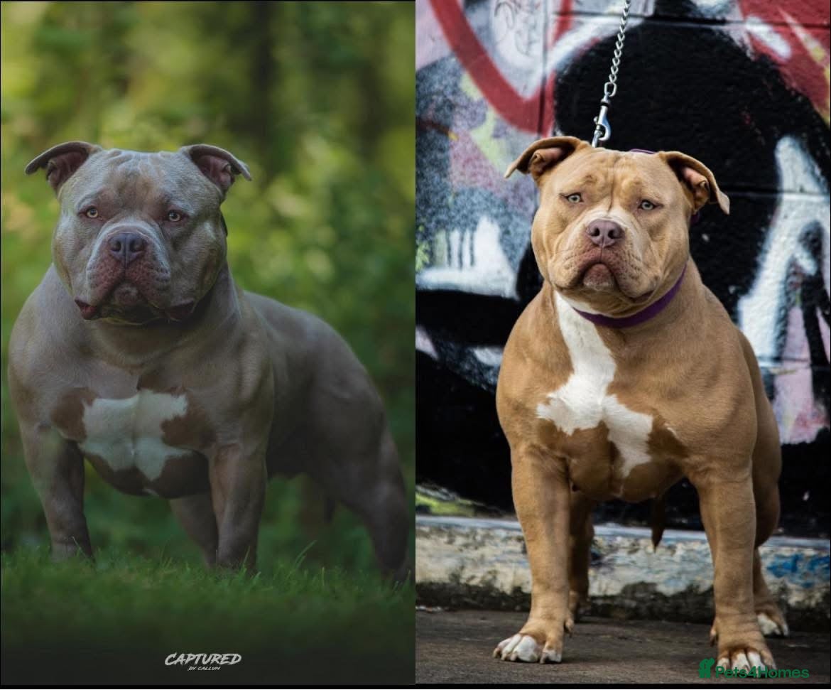 American Bully dogs American bullys (pocket/standard)  - Advert 18