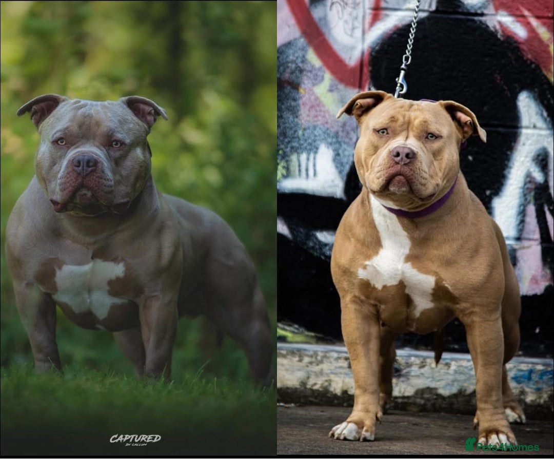 American Bully dogs for sale: American bullys (pocket/standard)  - Advert 1